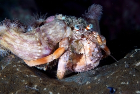 Birmanie - Mergui - 2018 - DSC03122 - Anemone Hermit crab - Bernard l ermite des anemones - Dardanus pedunculatus